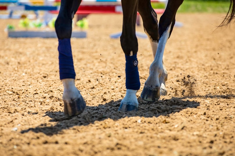 Horse Zoom In